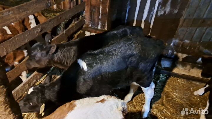 Телята бычки