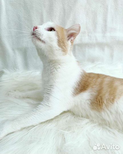 Гоша ищет семью