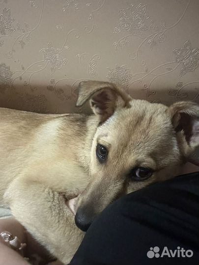 Собаки бесплатно