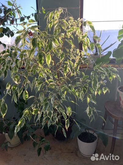 Бенджамина