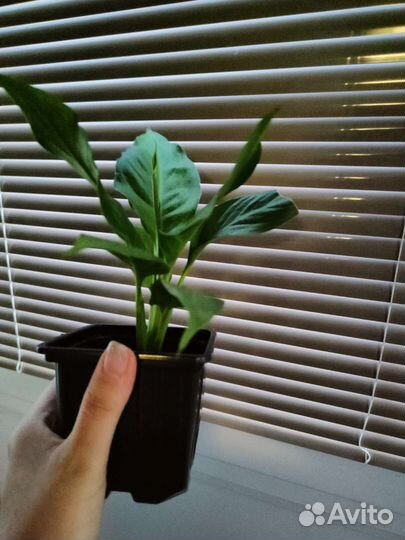 Спатифиллум