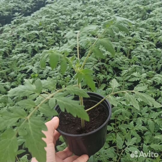 Рассада помидор