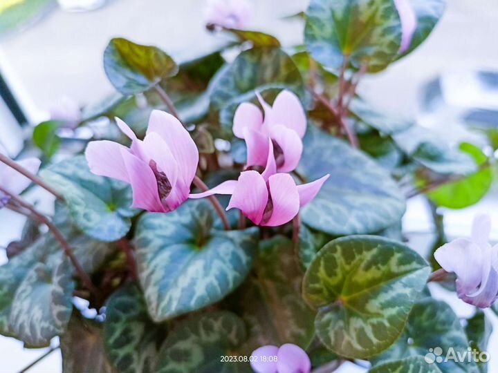 Европейский цикламен альпийская фиалка