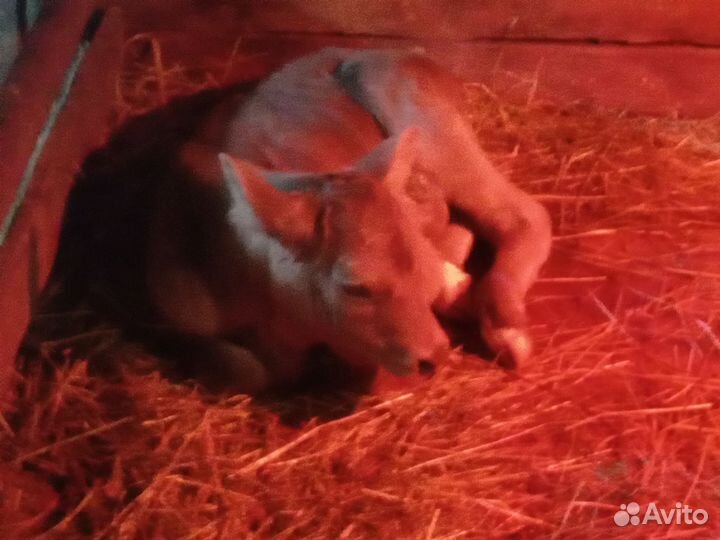 Тёлушки Джерси Швиц