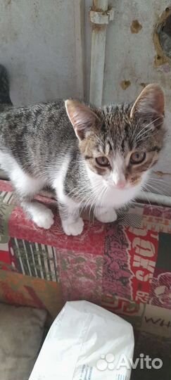 Васенька ищет дом