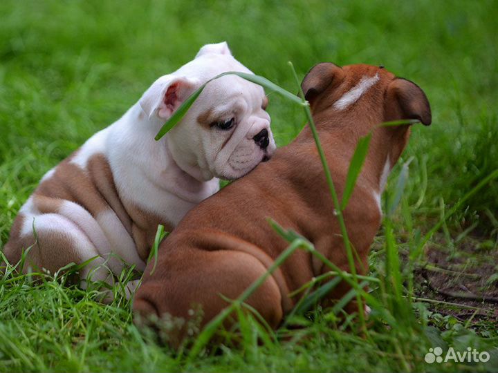 Щенки девочки английского бульдога