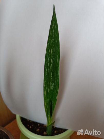 Сансевиерии сортовые