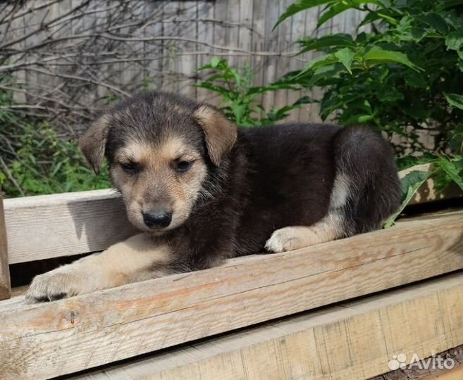 Щеночки в добрые руки