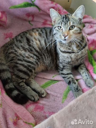 Кошечка подросток