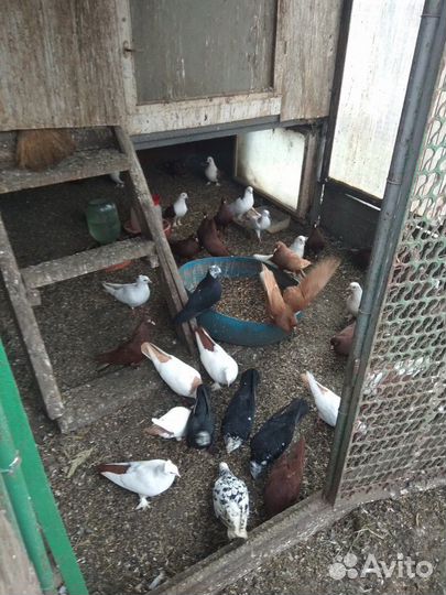 Продаю породистых голубей разных окрасов