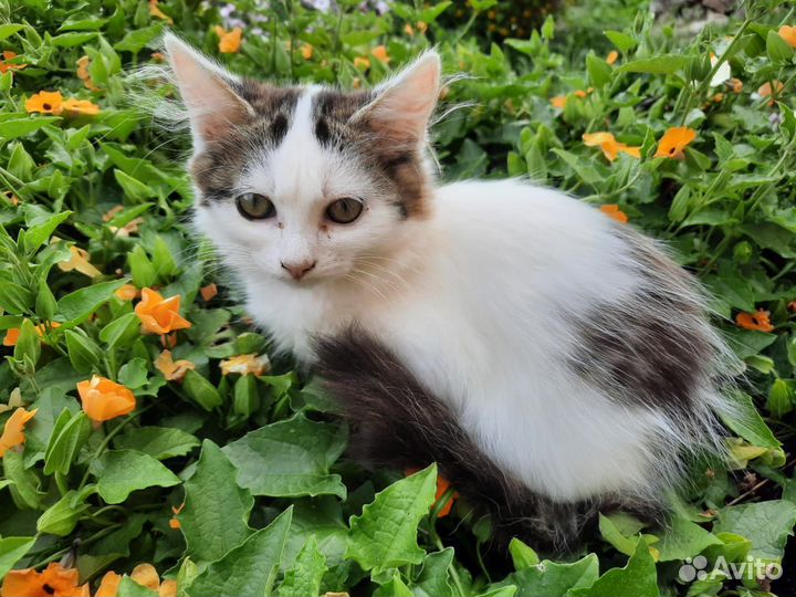 Котята в добрые руки бесплатно