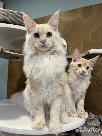 Котята мейн-кун