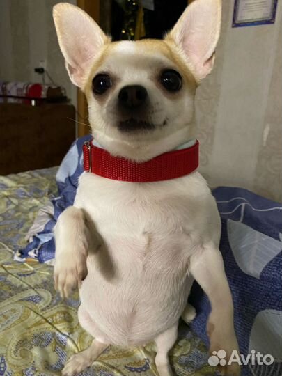 Амуниция для собак ручной работы