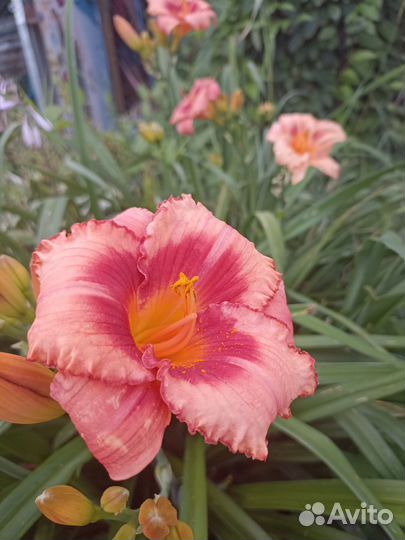 Лилейники сортовые, садовые растения