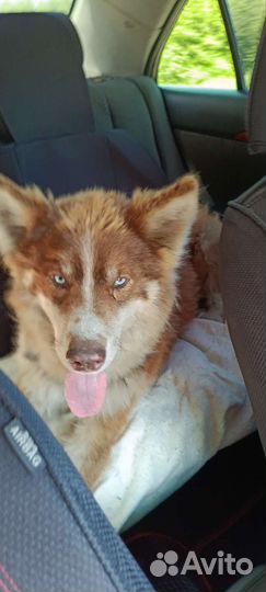 Собака хаски