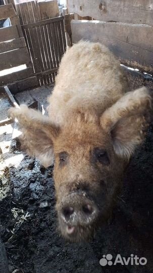 Ландрас/мангал