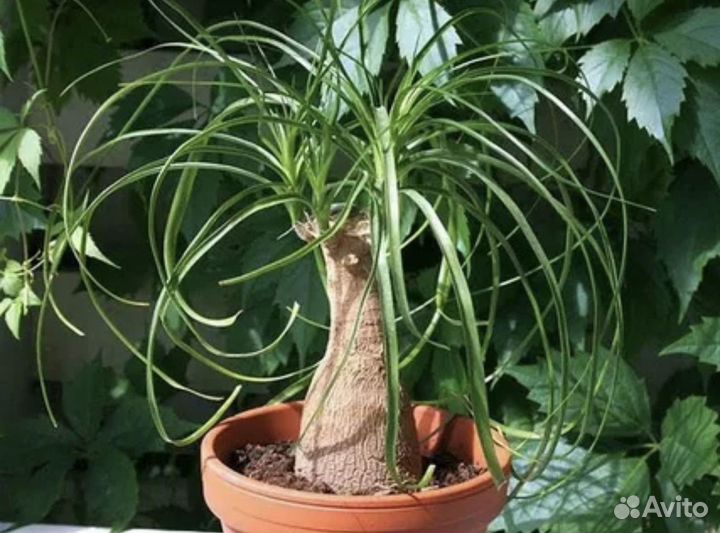 Бутылочное дерево нолина