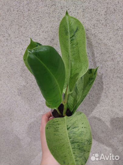 Фикус шривериана