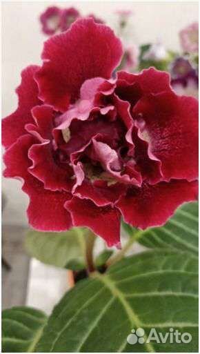 Комнатные растения цветы