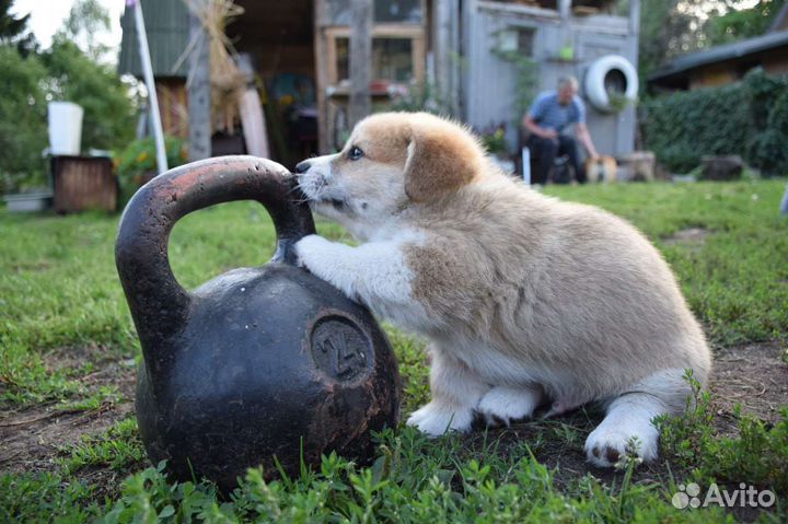 Продам щенка пемброка