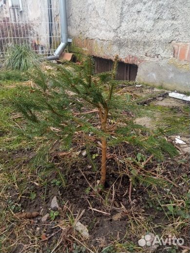 Саженцы ели