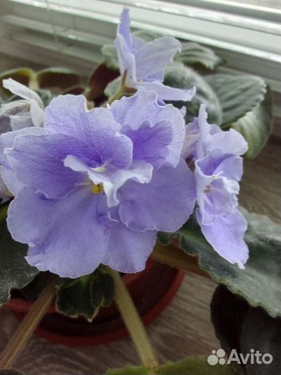 Фиалки цветущие в горшке