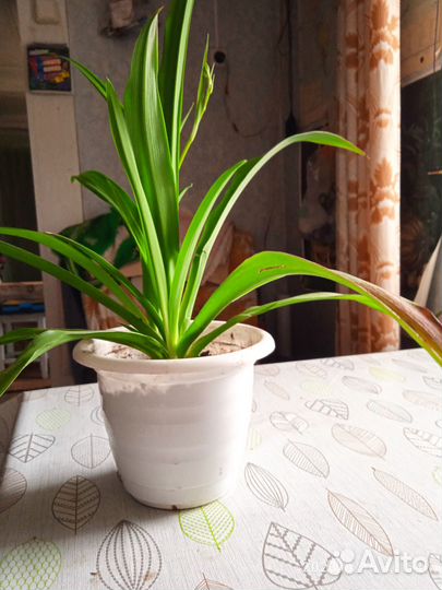 Продам цветы комнатные