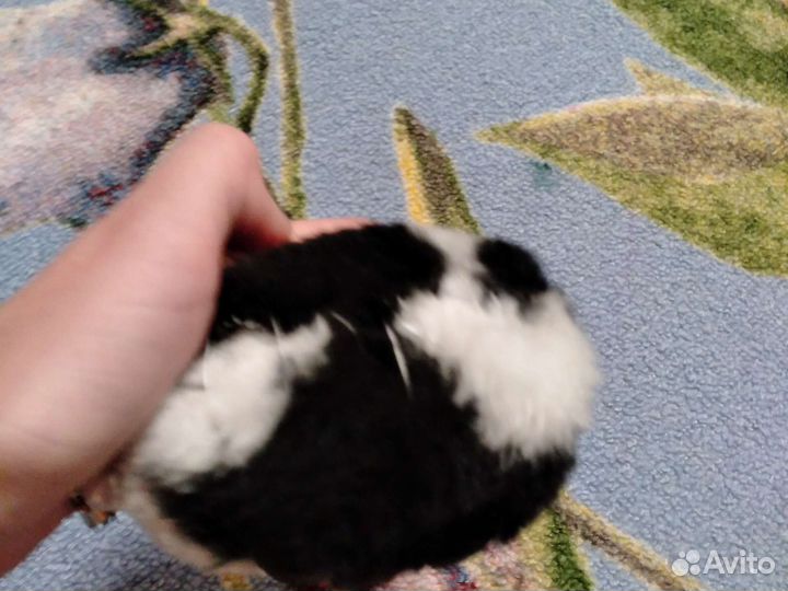 Мягкая игрушка клаща из полимерной глины