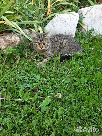 Кошки в добрые руки