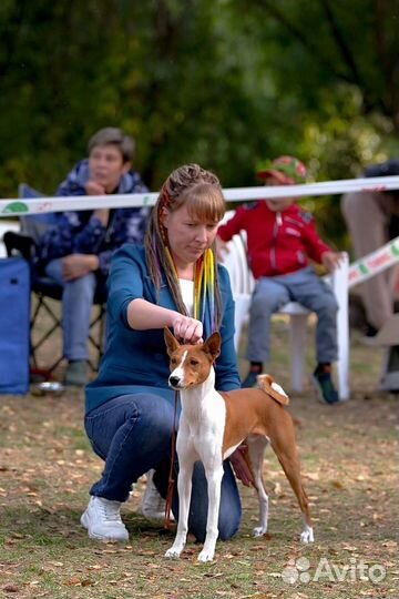 Кобель для вязки