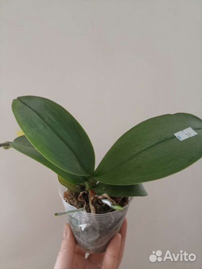 Орхидея: Phal. KS Fragrance