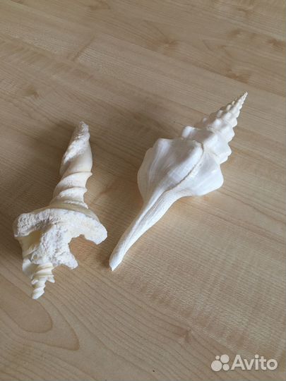 Морские ракушки раковины