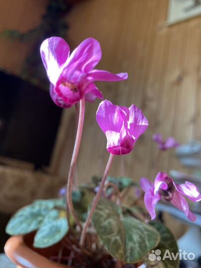 Альпийская фиалка-европейский цикломен