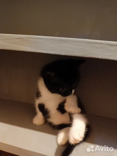 Котенок в добрые руки