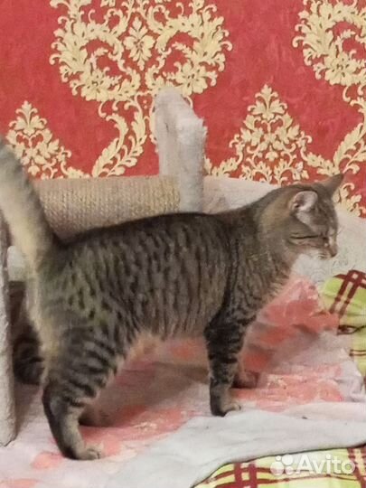 Котенок в добрые руки