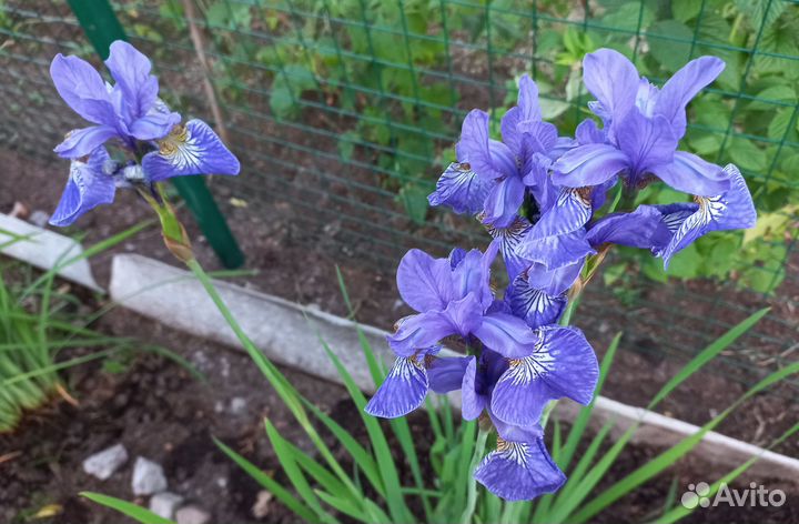 Ирисы сибирские