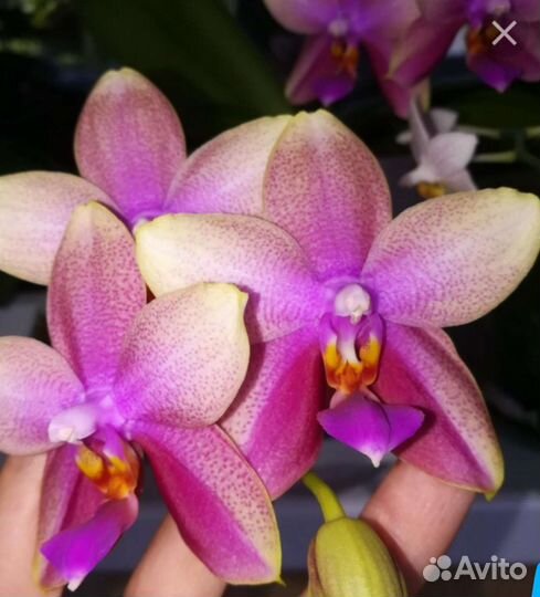 Орхидея Лиодоро ароматная