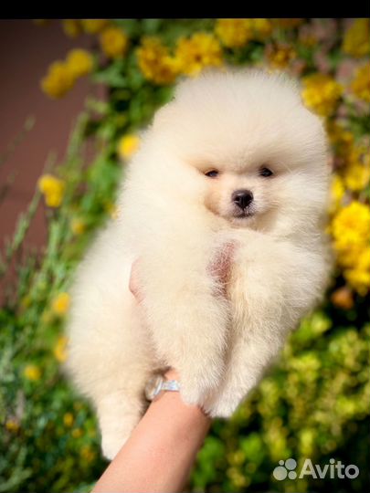 Померанский шпиц