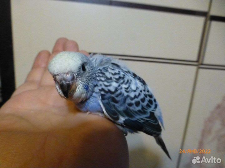 Птенцы волнистый попугай