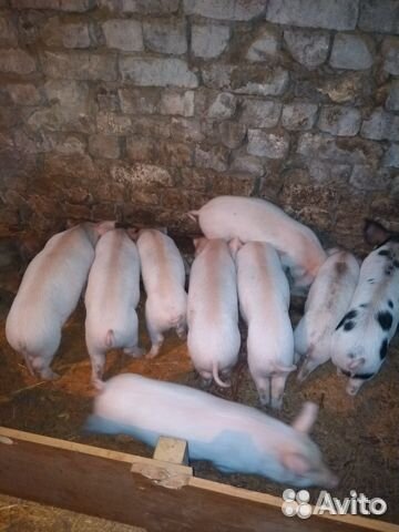 Поросята