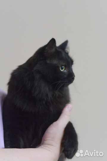 Кузя очень хочет быть домашним