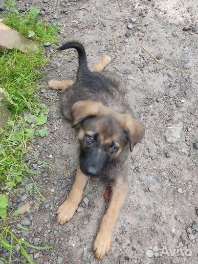 Собаки бесплатно в добрые руки щенки