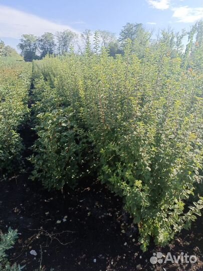 Плодовые-Кустарники-декорация