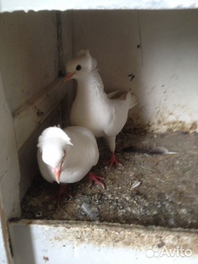 Белые голуби
