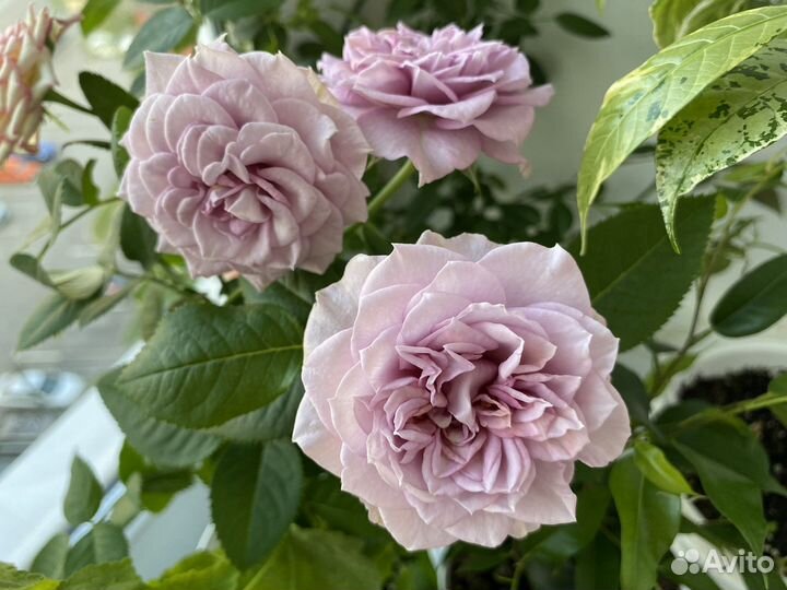 Роза комнатная, лагерстремия