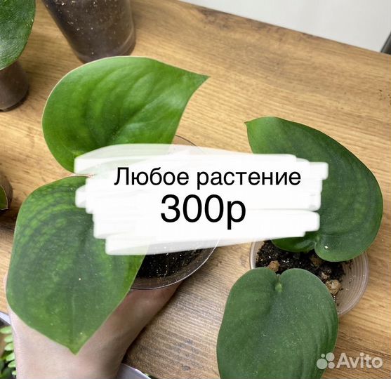 Растения разные