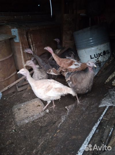 Индюшки молодки