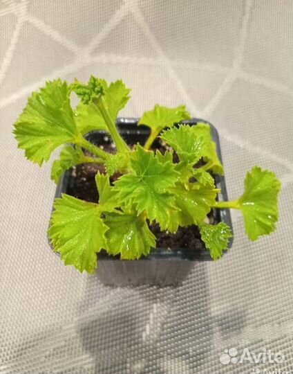 Пеларгония королевская