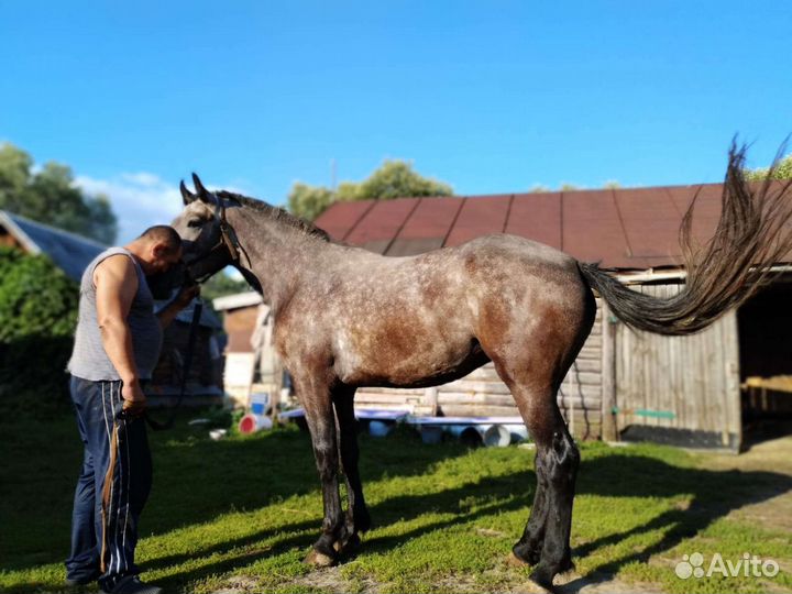 Продается лошадь