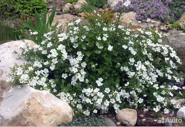 Лапчатка кустарниковая различных сортов